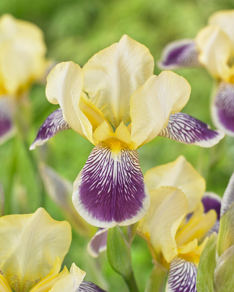 Tysk iris-Iris Germanica Nibelungen 1-pakning